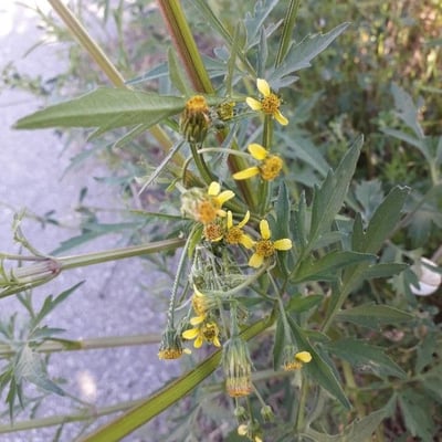 Bidens bipinnata — flower