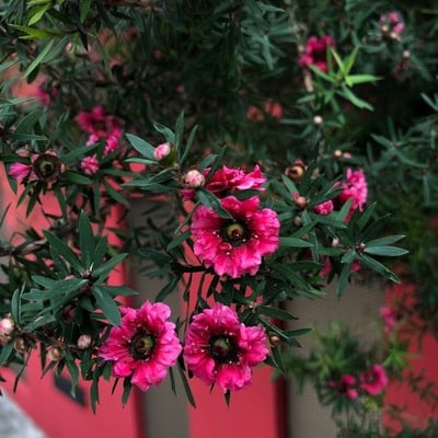 Leptospermum scoparium — flower