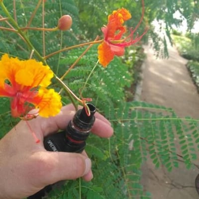 Caesalpinia pulcherrima — flower