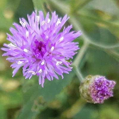 Cyanthillium cinereum — flower