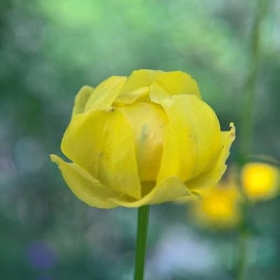 Trollius europaeus — flower