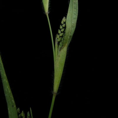 Hackelochloa granularis — habit