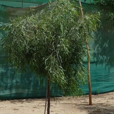 Acacia stenophylla — leaf