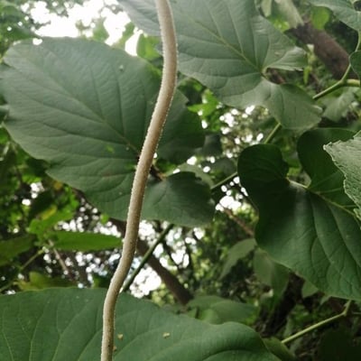 Piper auritum — flower