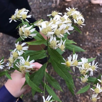 Doellingeria umbellata — flower