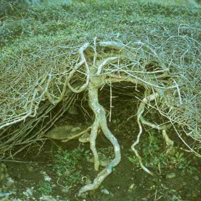 Coprosma propinqua — habit