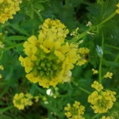 Barbarea vulgaris — flower