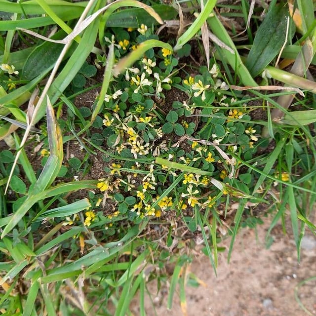 Trifolium micranthum — flower