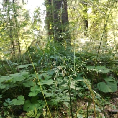 Festuca altissima — leaf