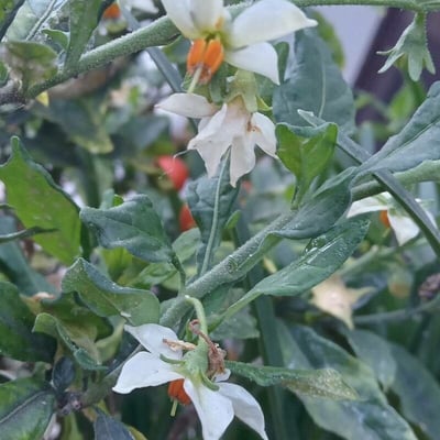 Solanum pseudocapsicum — flower