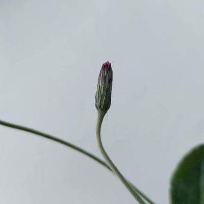 Chaptalia nutans — flower