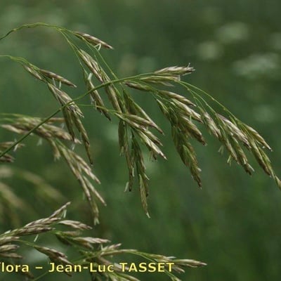 Festuca eskia — flower
