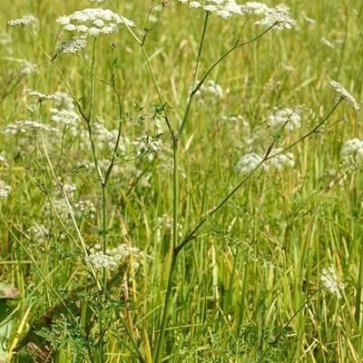 Peucedanum palustre — flower
