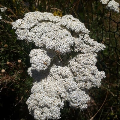 Achillea ligustica — flower