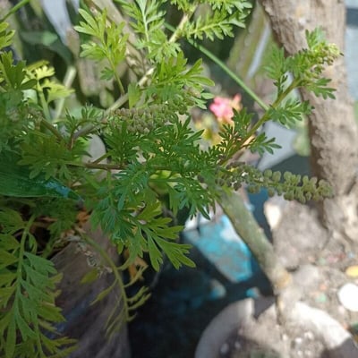 Lepidium didymum — flower