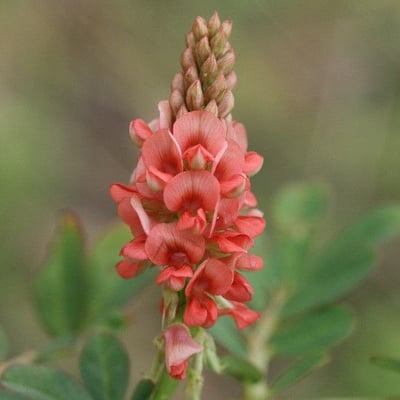 Indigofera hirsuta — flower