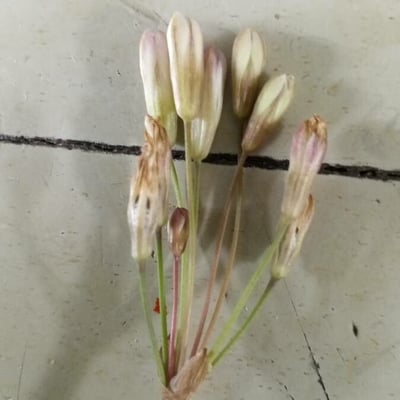 Allium paniculatum — flower