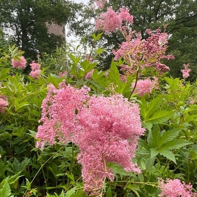 Filipendula rubra — flower