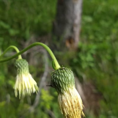 Cirsium erisithales — flower