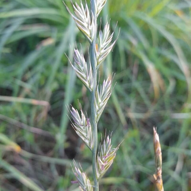 Lolium multiflorum — flower