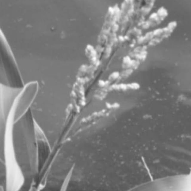 Digitaria insularis — flower