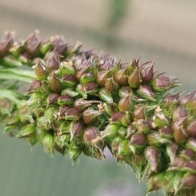 Echinochloa muricata — flower