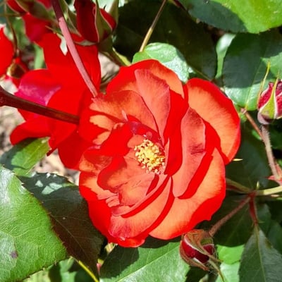 Rosa majalis — flower