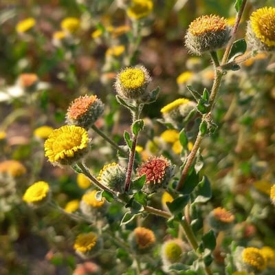 Pulicaria vulgaris — flower