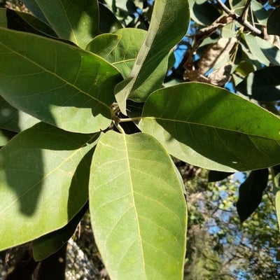 Litsea monopetala — leaf