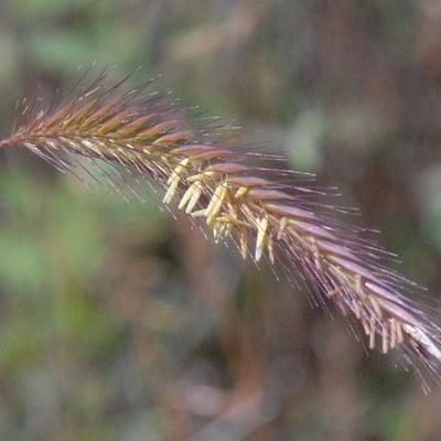 Hordeum brachyantherum — flower
