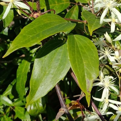 Clematis glycinoides — leaf