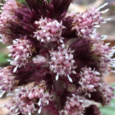 Petasites hybridus — flower