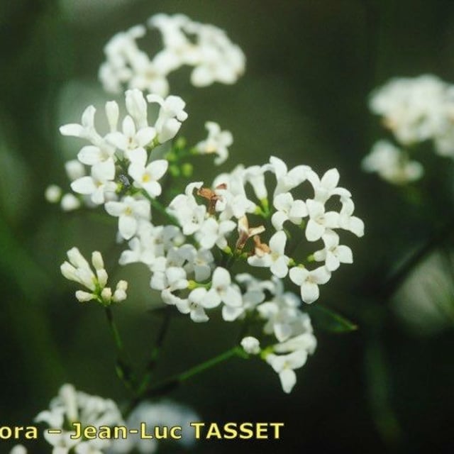 Asperula tinctoria — flower