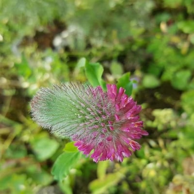 Trifolium rubens — flower
