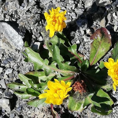 Scorzoneroides montana — flower