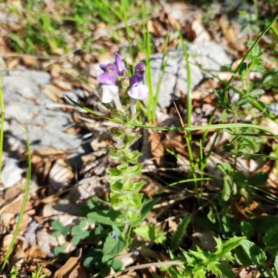 Prunella hyssopifolia — flower