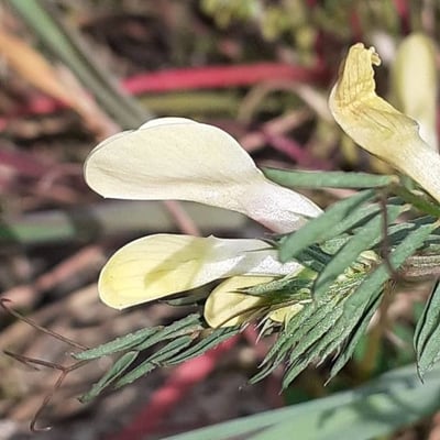 Vicia lutea — flower