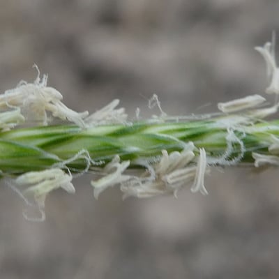Alopecurus myosuroides — flower