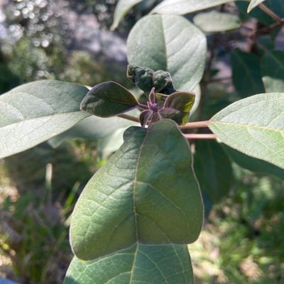 Clerodendrum tomentosum — leaf