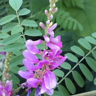 Indigofera tinctoria — flower