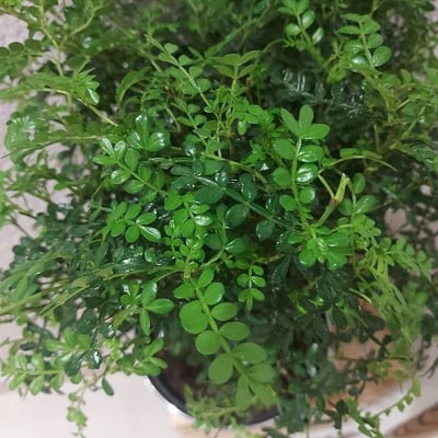 Zanthoxylum fagara — leaf