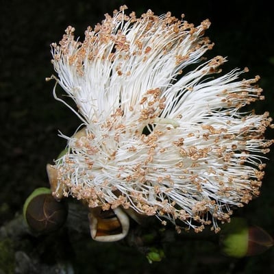 Pseudobombax septenatum — flower