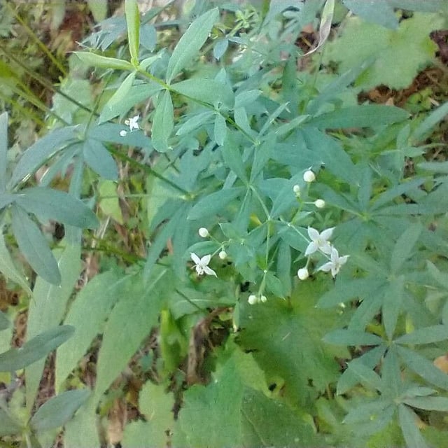 Galium sylvaticum — flower