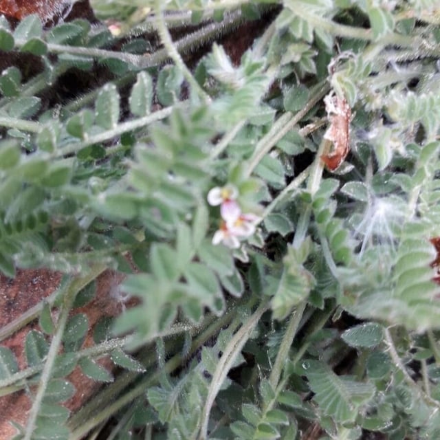 Ornithopus perpusillus — flower