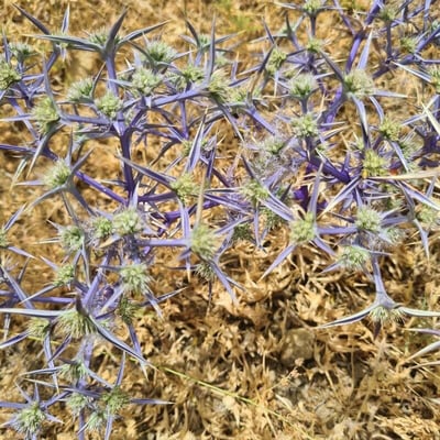 Eryngium creticum — flower