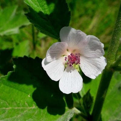 Althaea officinalis — flower