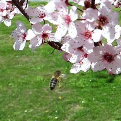 Prunus cerasifera — flower