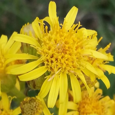 Dittrichia viscosa — flower
