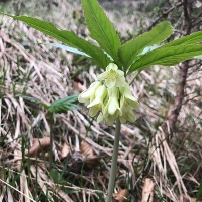 Cardamine enneaphyllos — flower