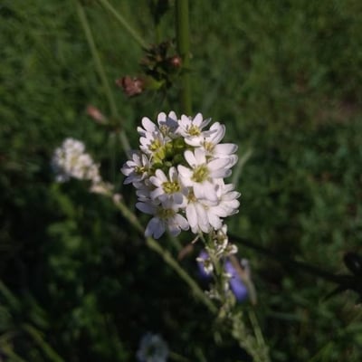 Berteroa incana — flower